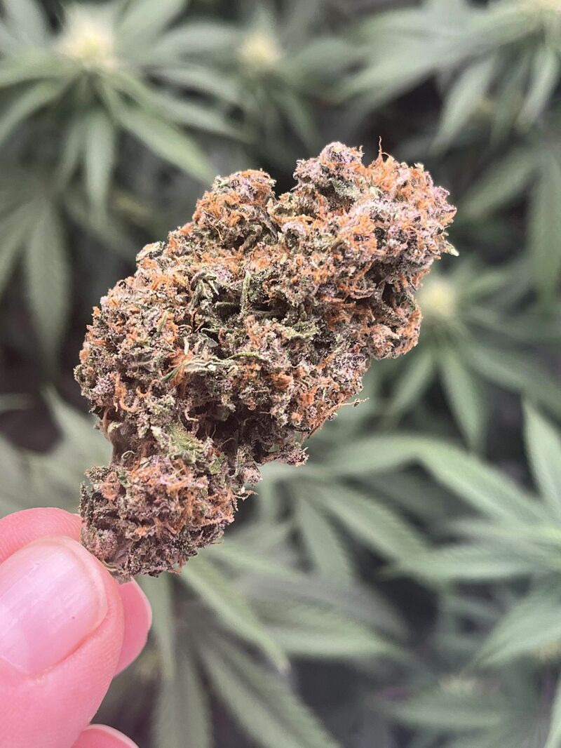 Sour Jealousy Auto, Фасовка: 3, изображение 4